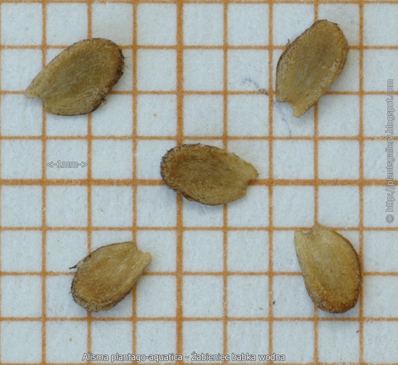 Alisma plantago aquatica